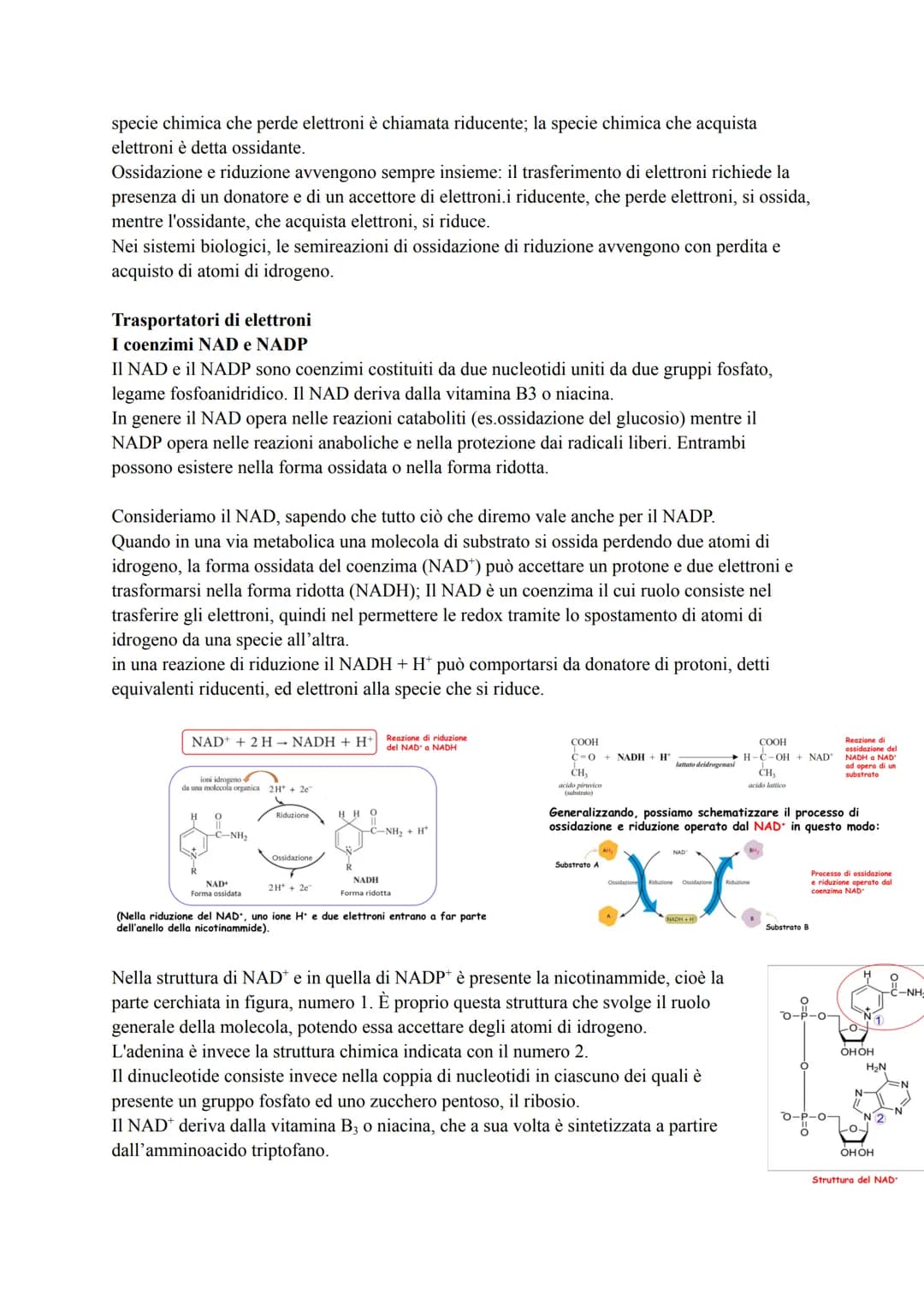 METABOLISMO ENERGETICO DEL GLUCOSIO
Le strategie per procurarsi energia
Numerosi processi che avvengono nella cellula (trasporto attivo, mov