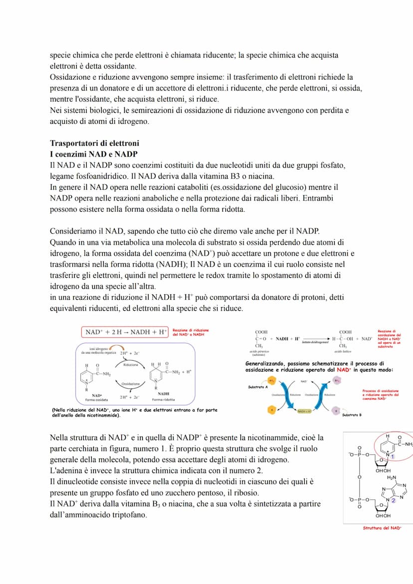 METABOLISMO ENERGETICO DEL GLUCOSIO
Le strategie per procurarsi energia
Numerosi processi che avvengono nella cellula (trasporto attivo, mov
