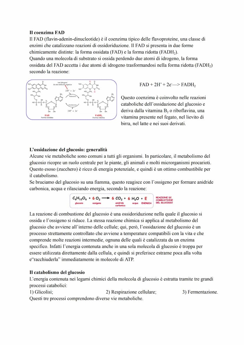 METABOLISMO ENERGETICO DEL GLUCOSIO
Le strategie per procurarsi energia
Numerosi processi che avvengono nella cellula (trasporto attivo, mov