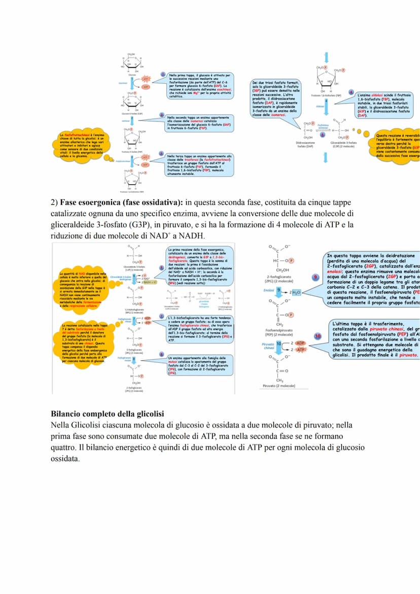 METABOLISMO ENERGETICO DEL GLUCOSIO
Le strategie per procurarsi energia
Numerosi processi che avvengono nella cellula (trasporto attivo, mov
