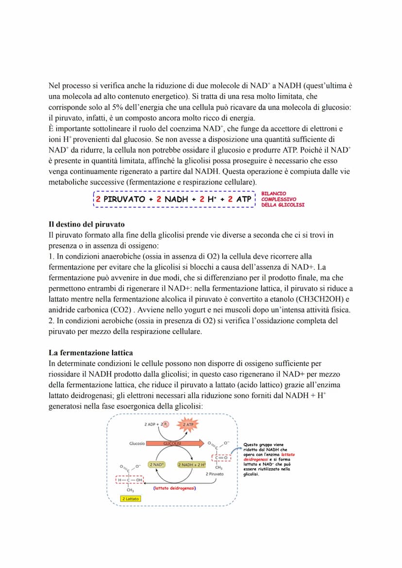 METABOLISMO ENERGETICO DEL GLUCOSIO
Le strategie per procurarsi energia
Numerosi processi che avvengono nella cellula (trasporto attivo, mov