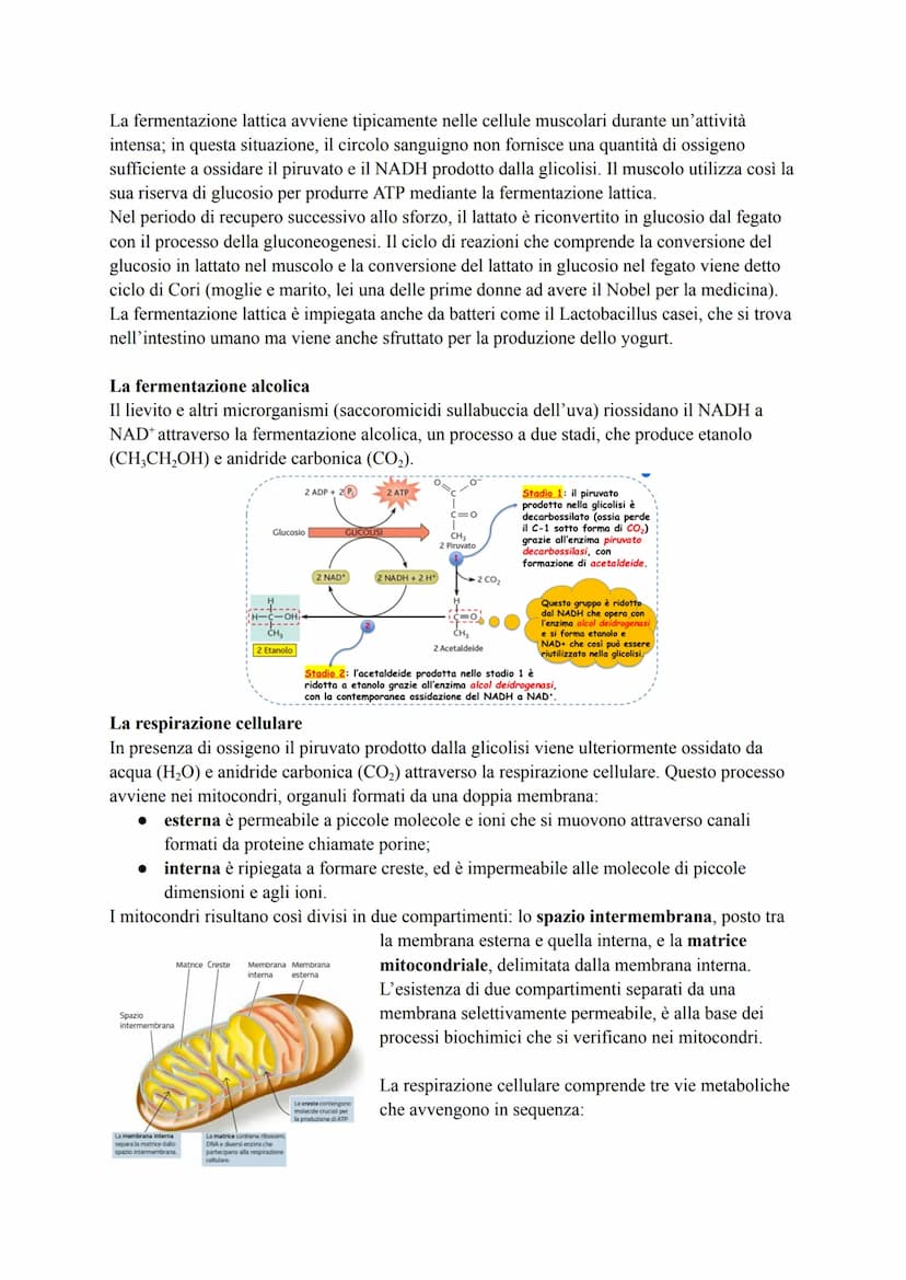 METABOLISMO ENERGETICO DEL GLUCOSIO
Le strategie per procurarsi energia
Numerosi processi che avvengono nella cellula (trasporto attivo, mov