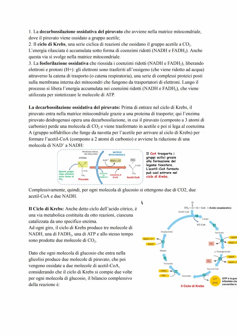METABOLISMO ENERGETICO DEL GLUCOSIO
Le strategie per procurarsi energia
Numerosi processi che avvengono nella cellula (trasporto attivo, mov