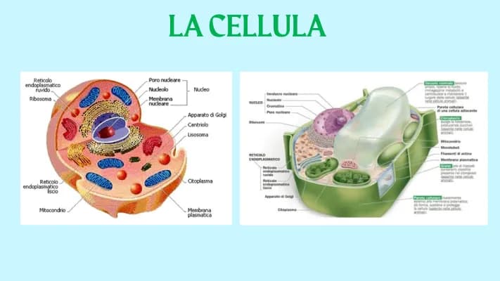 Know la cellula e la riproduzione cellulare thumbnail