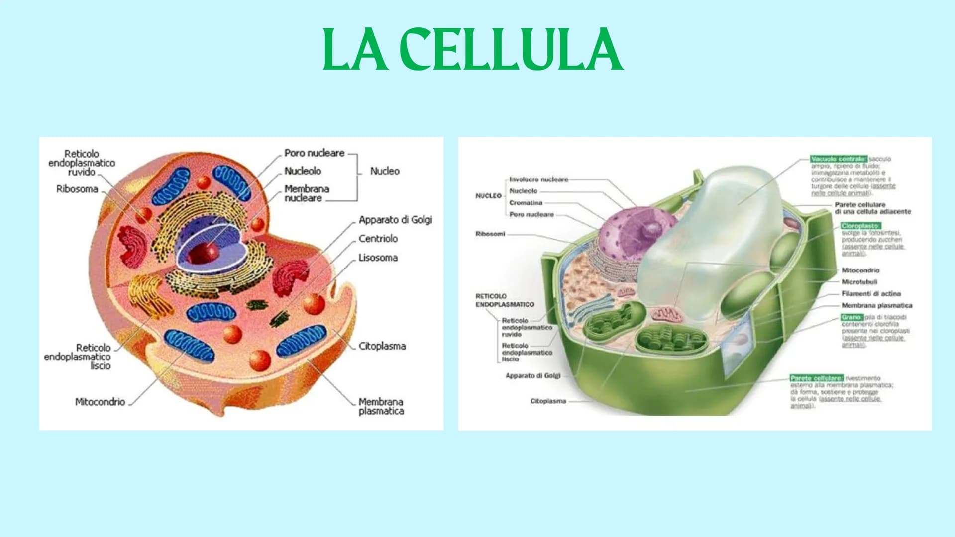 Reticolo
endoplasmatico
ruvido.
Ribosoma
Reticolo
endoplasmatico
liscio
Mitocondrio
www
GUY
LA CELLULA
Poro nucleare
Nucleolo
Membrana
nucle