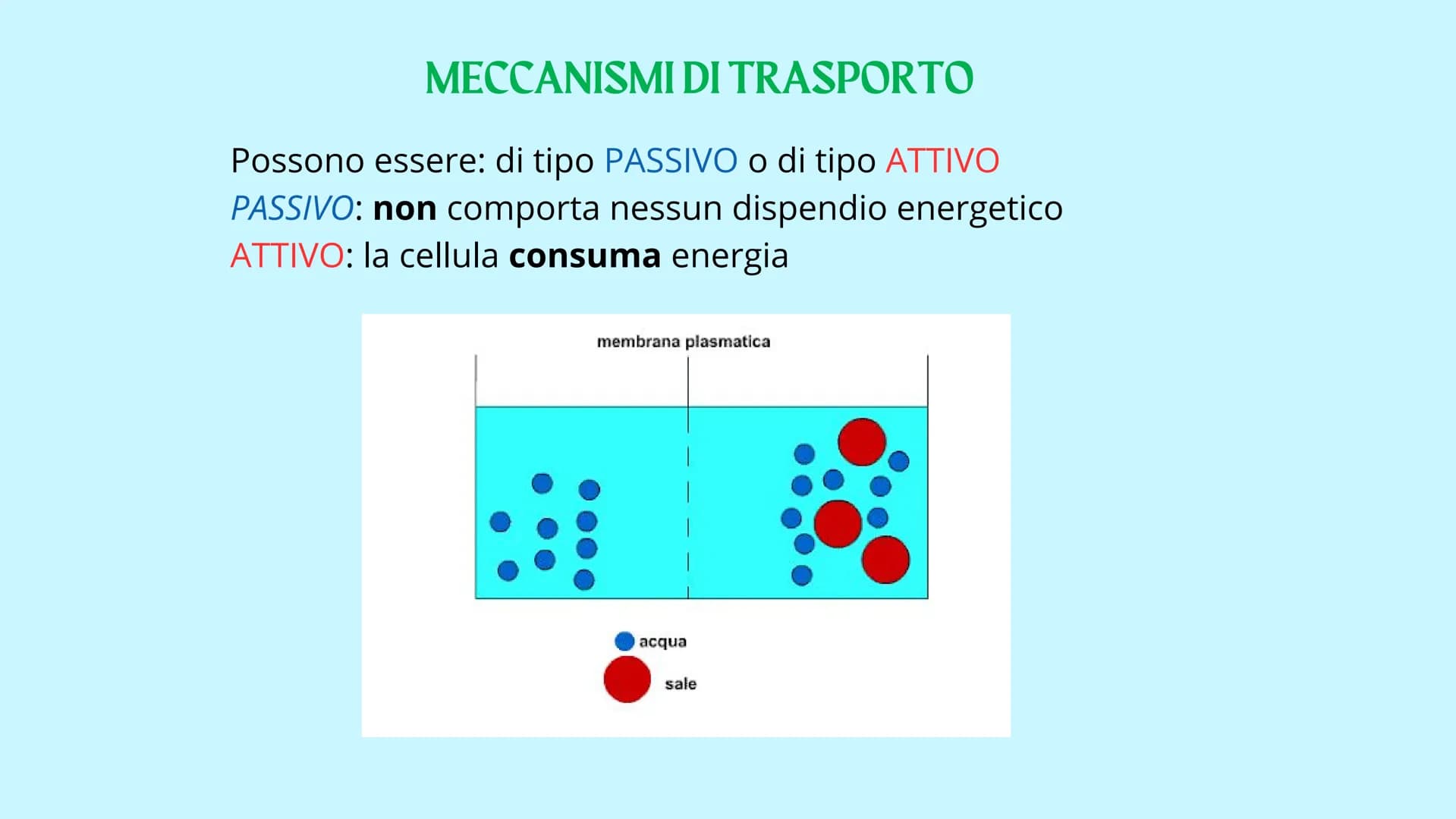 Reticolo
endoplasmatico
ruvido.
Ribosoma
Reticolo
endoplasmatico
liscio
Mitocondrio
www
GUY
LA CELLULA
Poro nucleare
Nucleolo
Membrana
nucle