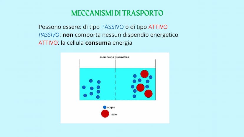 Reticolo
endoplasmatico
ruvido.
Ribosoma
Reticolo
endoplasmatico
liscio
Mitocondrio
www
GUY
LA CELLULA
Poro nucleare
Nucleolo
Membrana
nucle