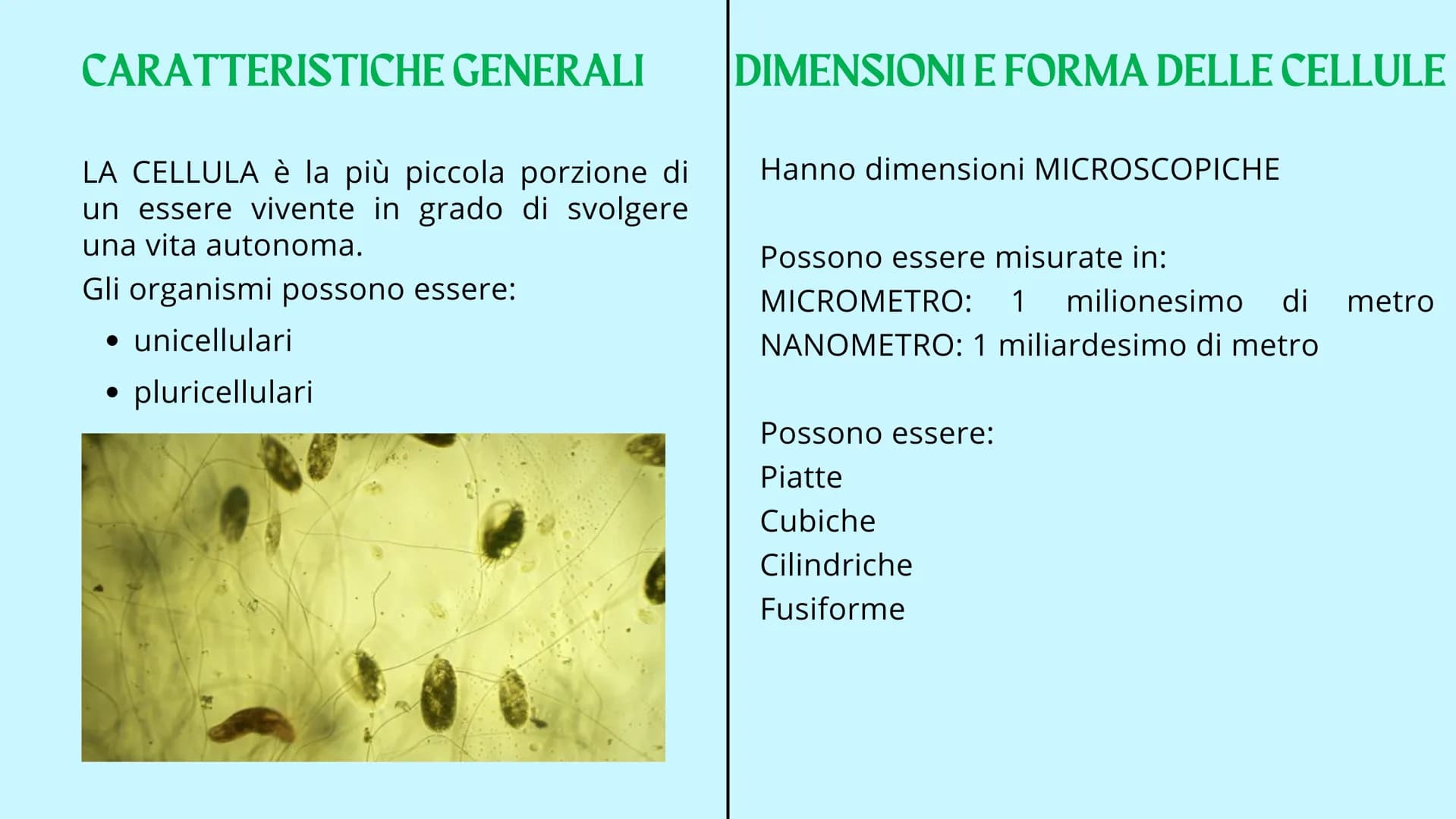 Reticolo
endoplasmatico
ruvido.
Ribosoma
Reticolo
endoplasmatico
liscio
Mitocondrio
www
GUY
LA CELLULA
Poro nucleare
Nucleolo
Membrana
nucle