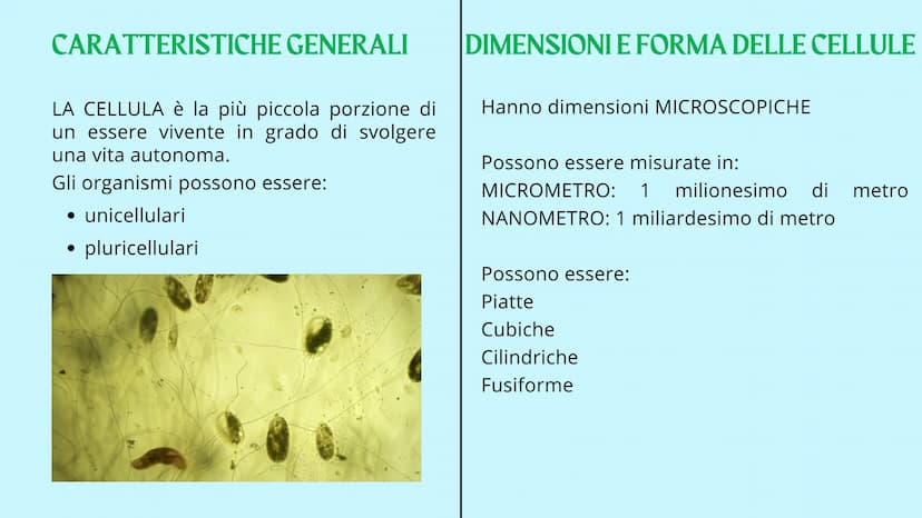 Reticolo
endoplasmatico
ruvido.
Ribosoma
Reticolo
endoplasmatico
liscio
Mitocondrio
www
GUY
LA CELLULA
Poro nucleare
Nucleolo
Membrana
nucle