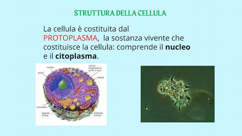Reticolo
endoplasmatico
ruvido.
Ribosoma
Reticolo
endoplasmatico
liscio
Mitocondrio
www
GUY
LA CELLULA
Poro nucleare
Nucleolo
Membrana
nucle