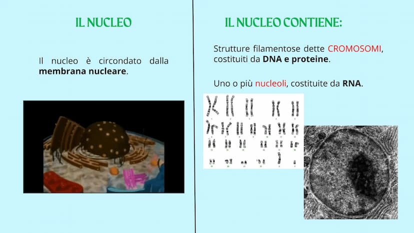 Reticolo
endoplasmatico
ruvido.
Ribosoma
Reticolo
endoplasmatico
liscio
Mitocondrio
www
GUY
LA CELLULA
Poro nucleare
Nucleolo
Membrana
nucle