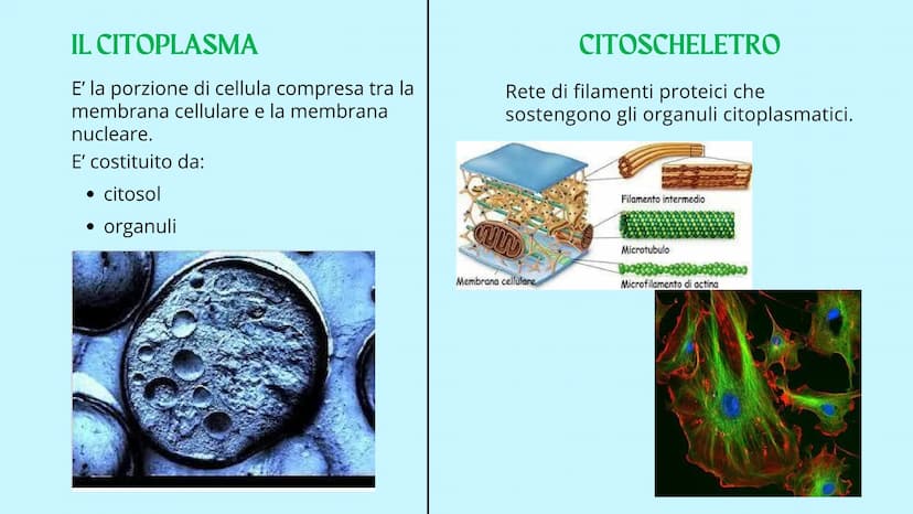 Reticolo
endoplasmatico
ruvido.
Ribosoma
Reticolo
endoplasmatico
liscio
Mitocondrio
www
GUY
LA CELLULA
Poro nucleare
Nucleolo
Membrana
nucle