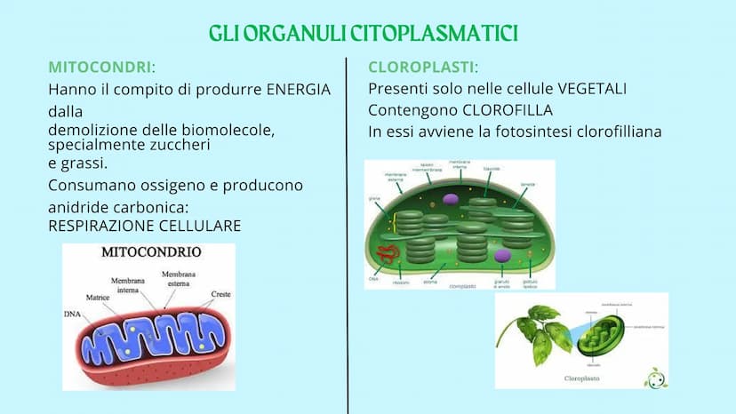 Reticolo
endoplasmatico
ruvido.
Ribosoma
Reticolo
endoplasmatico
liscio
Mitocondrio
www
GUY
LA CELLULA
Poro nucleare
Nucleolo
Membrana
nucle