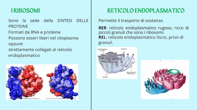 Reticolo
endoplasmatico
ruvido.
Ribosoma
Reticolo
endoplasmatico
liscio
Mitocondrio
www
GUY
LA CELLULA
Poro nucleare
Nucleolo
Membrana
nucle
