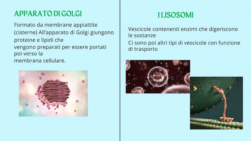 Reticolo
endoplasmatico
ruvido.
Ribosoma
Reticolo
endoplasmatico
liscio
Mitocondrio
www
GUY
LA CELLULA
Poro nucleare
Nucleolo
Membrana
nucle