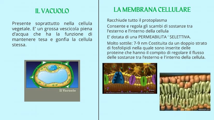 Reticolo
endoplasmatico
ruvido.
Ribosoma
Reticolo
endoplasmatico
liscio
Mitocondrio
www
GUY
LA CELLULA
Poro nucleare
Nucleolo
Membrana
nucle
