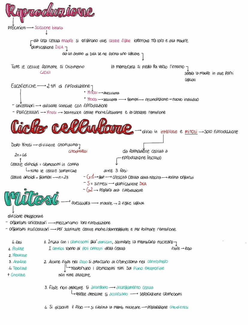 Celleale
normalmente piccole dimensioni perche' al diminuire aumenta il rapporto superficie - volume dimensioni micrometriche
MEMBRANA CELLU