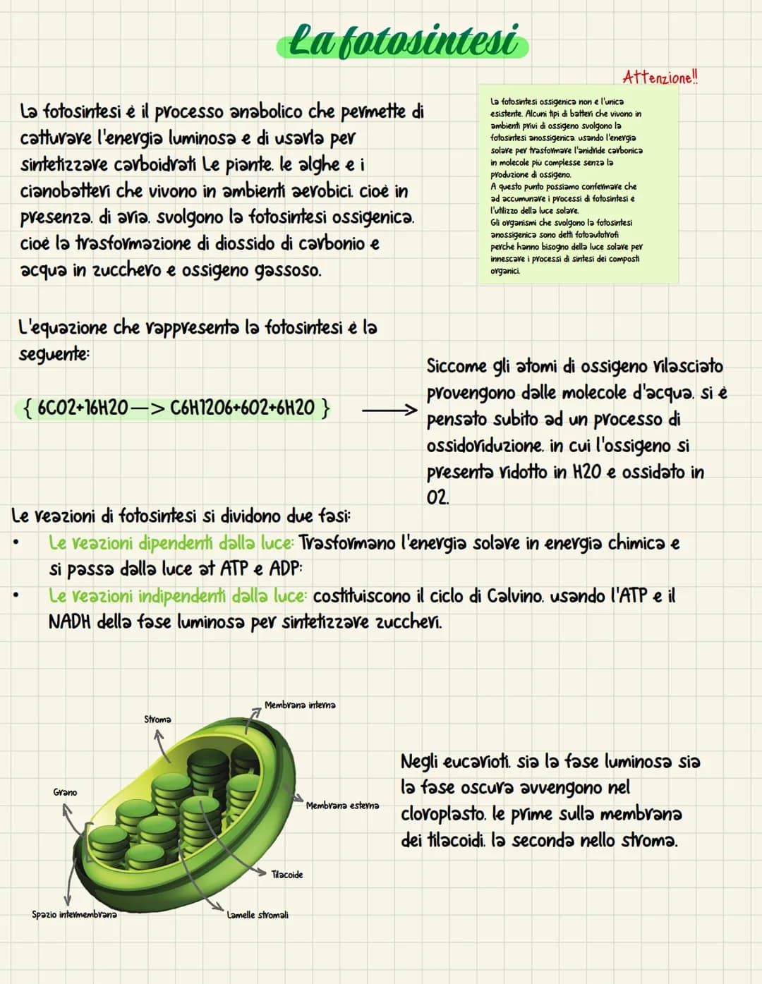 La fotosintesi è il processo anabolico che permette di
catturare l'energia luminosa e di usarla per
sintetizzare carboidrati Le piante. le a