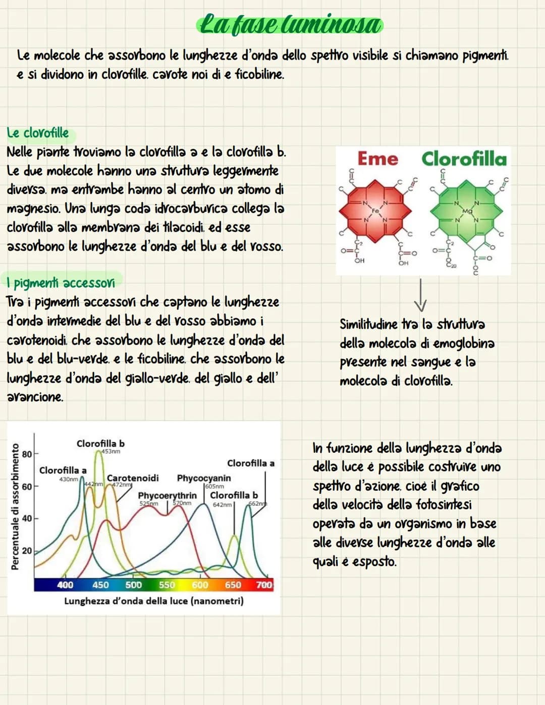 La fotosintesi è il processo anabolico che permette di
catturare l'energia luminosa e di usarla per
sintetizzare carboidrati Le piante. le a