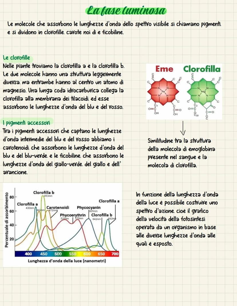 La fotosintesi è il processo anabolico che permette di
catturare l'energia luminosa e di usarla per
sintetizzare carboidrati Le piante. le a