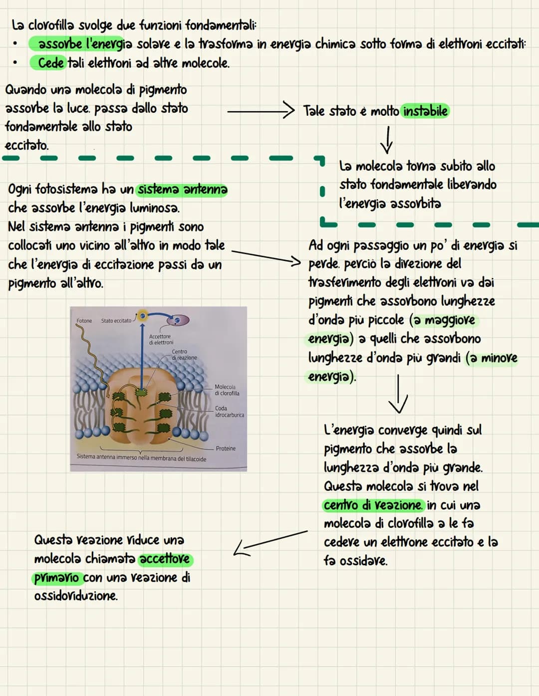 La fotosintesi è il processo anabolico che permette di
catturare l'energia luminosa e di usarla per
sintetizzare carboidrati Le piante. le a