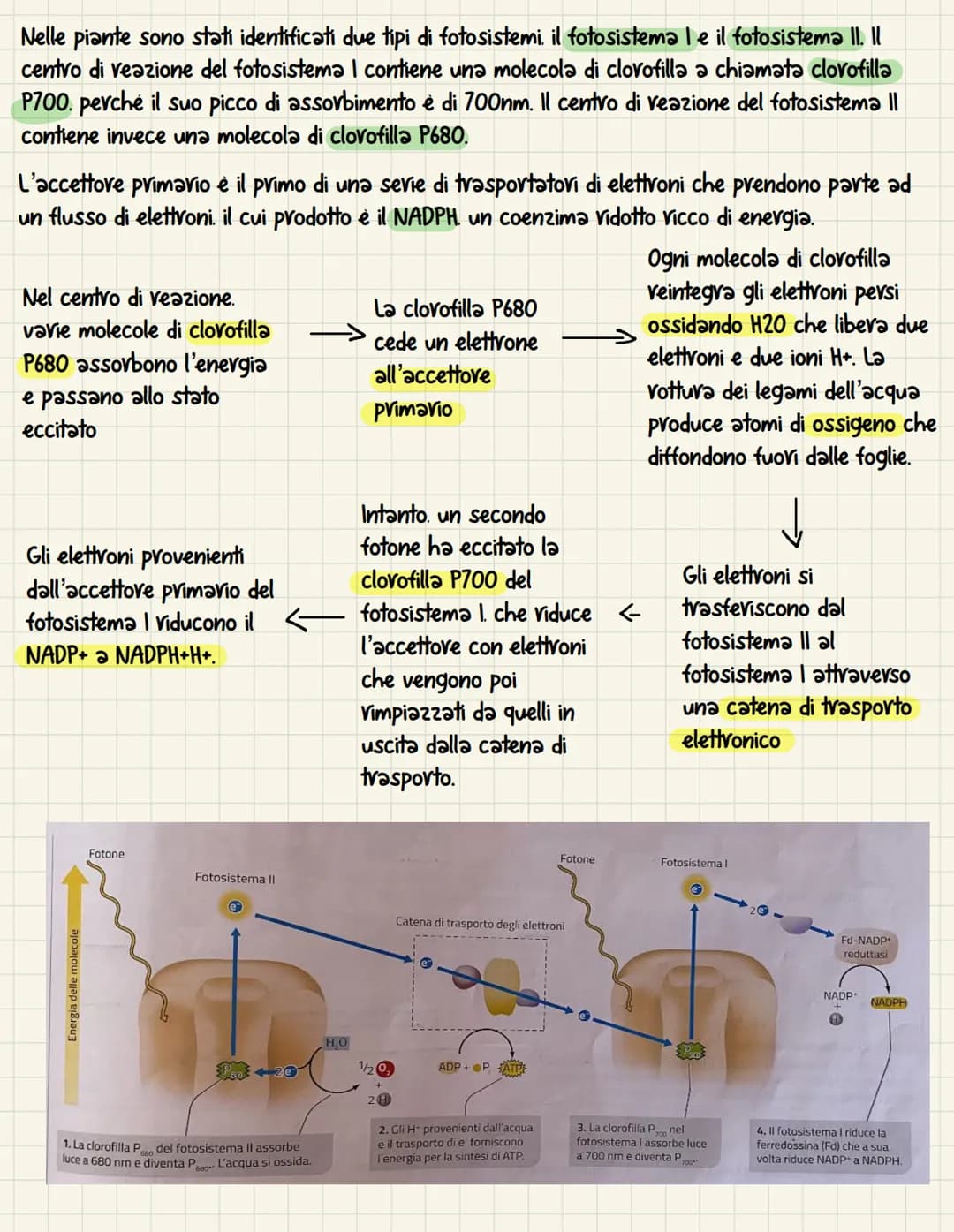 La fotosintesi è il processo anabolico che permette di
catturare l'energia luminosa e di usarla per
sintetizzare carboidrati Le piante. le a