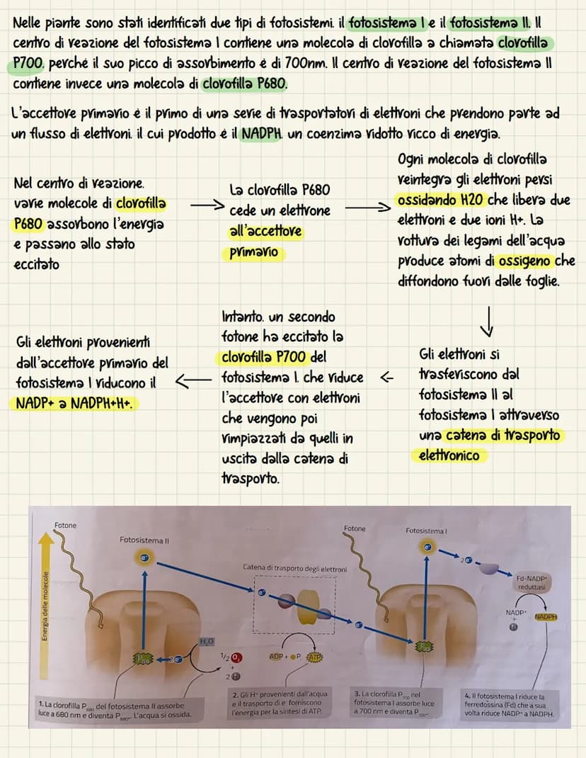 La fotosintesi è il processo anabolico che permette di
catturare l'energia luminosa e di usarla per
sintetizzare carboidrati Le piante. le a