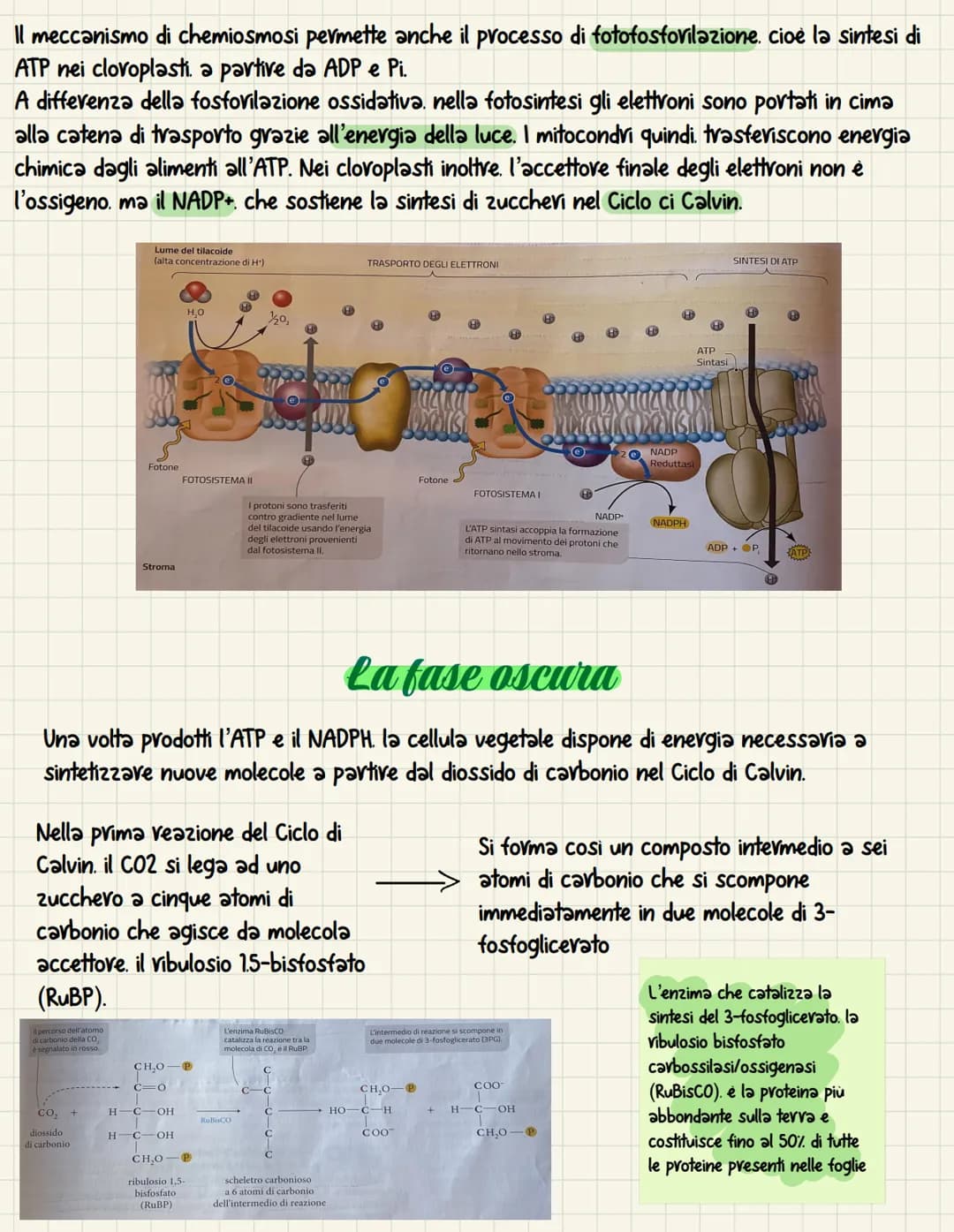 La fotosintesi è il processo anabolico che permette di
catturare l'energia luminosa e di usarla per
sintetizzare carboidrati Le piante. le a