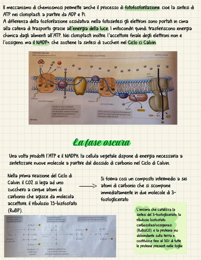 La fotosintesi è il processo anabolico che permette di
catturare l'energia luminosa e di usarla per
sintetizzare carboidrati Le piante. le a