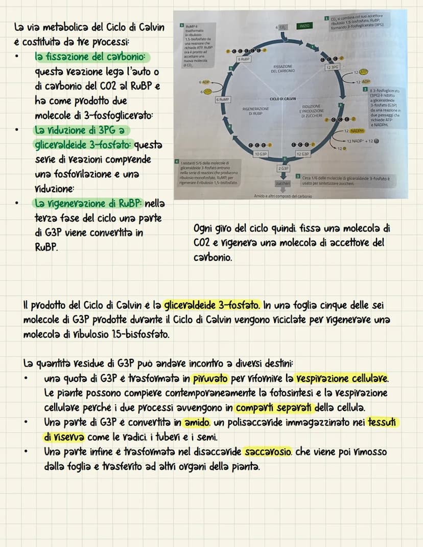 La fotosintesi è il processo anabolico che permette di
catturare l'energia luminosa e di usarla per
sintetizzare carboidrati Le piante. le a