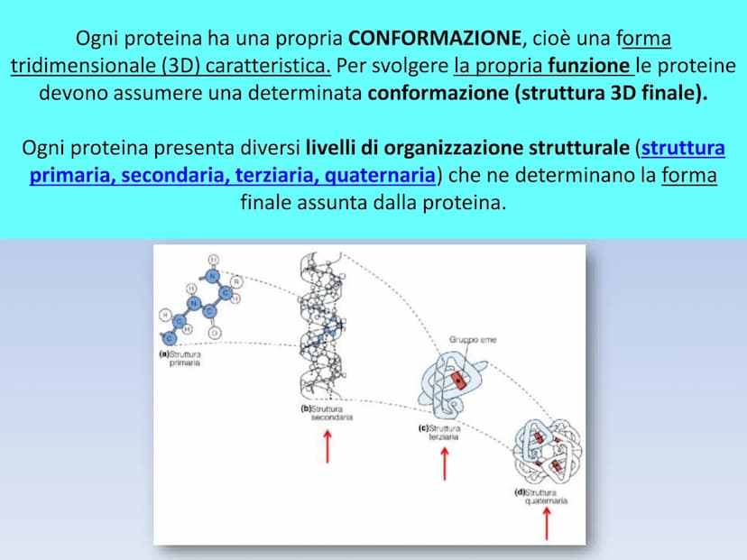 PROTEINE O PROTIDI PROTEINE O PROTIDI
Biomolecole che costituiscono il 50 % del peso secco
(senza acqua) della cellula.
Una proteina è un po