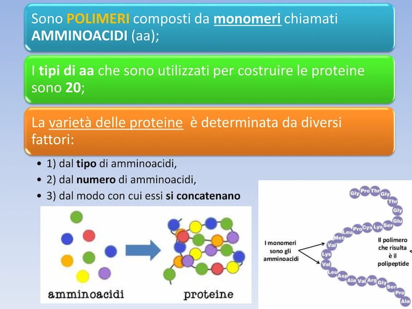 PROTEINE O PROTIDI PROTEINE O PROTIDI
Biomolecole che costituiscono il 50 % del peso secco
(senza acqua) della cellula.
Una proteina è un po