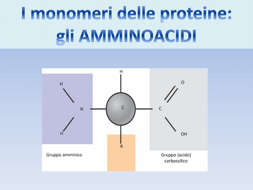 PROTEINE O PROTIDI PROTEINE O PROTIDI
Biomolecole che costituiscono il 50 % del peso secco
(senza acqua) della cellula.
Una proteina è un po