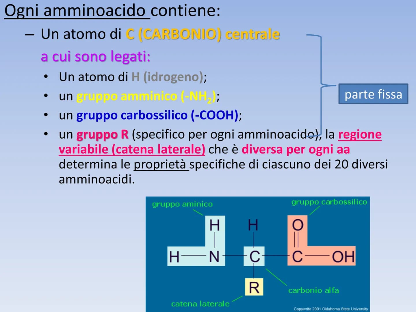 PROTEINE O PROTIDI PROTEINE O PROTIDI
Biomolecole che costituiscono il 50 % del peso secco
(senza acqua) della cellula.
Una proteina è un po
