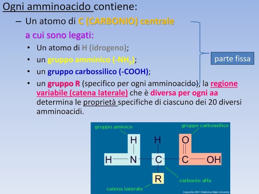 PROTEINE O PROTIDI PROTEINE O PROTIDI
Biomolecole che costituiscono il 50 % del peso secco
(senza acqua) della cellula.
Una proteina è un po