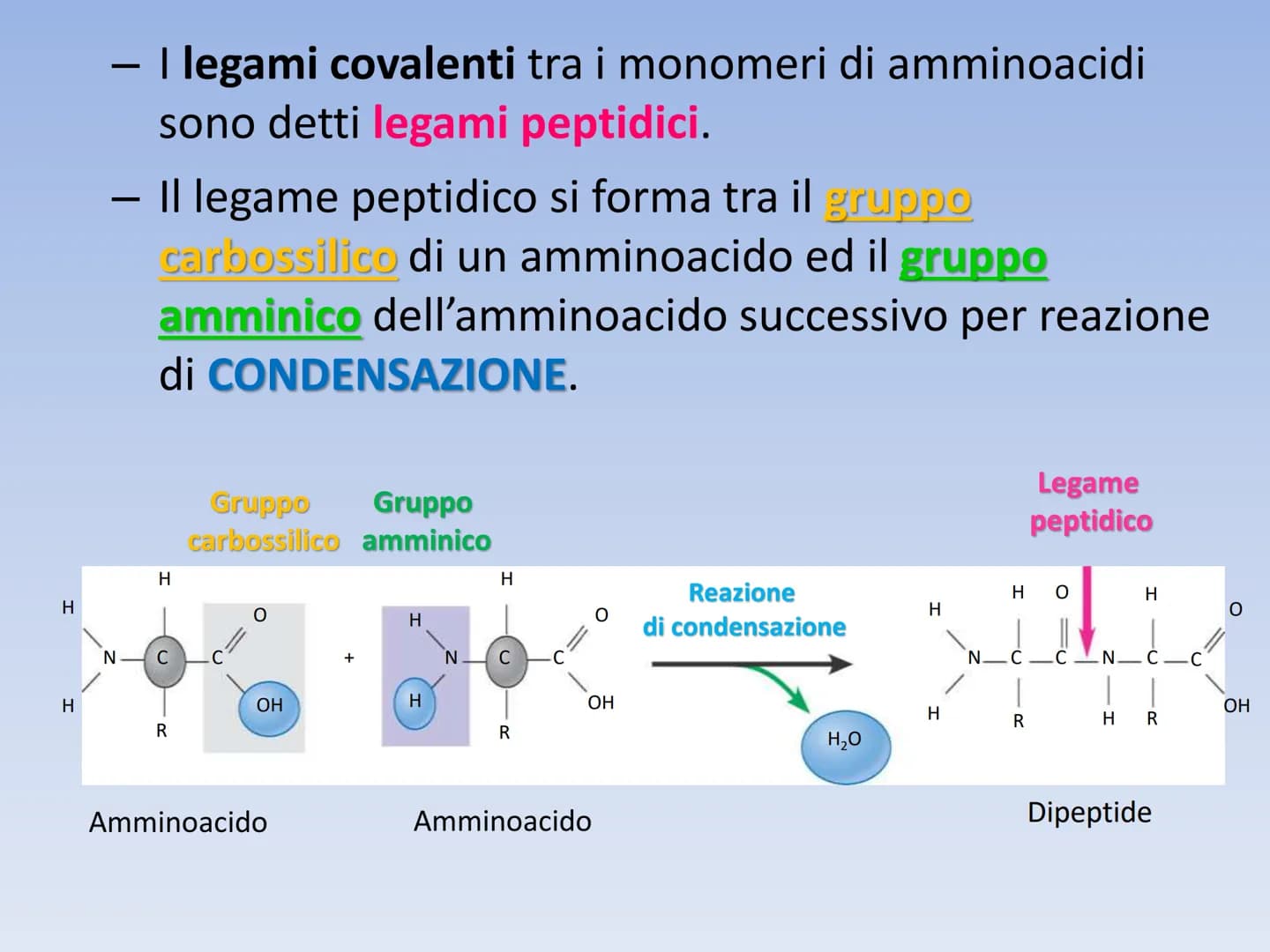 PROTEINE O PROTIDI PROTEINE O PROTIDI
Biomolecole che costituiscono il 50 % del peso secco
(senza acqua) della cellula.
Una proteina è un po