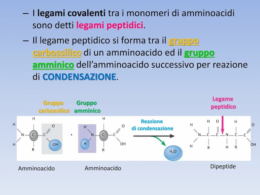 PROTEINE O PROTIDI PROTEINE O PROTIDI
Biomolecole che costituiscono il 50 % del peso secco
(senza acqua) della cellula.
Una proteina è un po