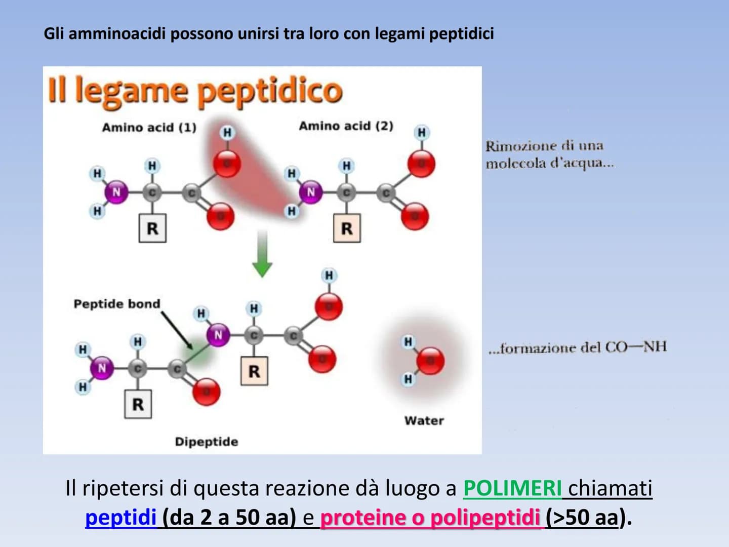 PROTEINE O PROTIDI PROTEINE O PROTIDI
Biomolecole che costituiscono il 50 % del peso secco
(senza acqua) della cellula.
Una proteina è un po