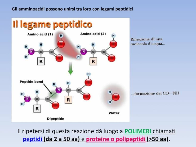 PROTEINE O PROTIDI PROTEINE O PROTIDI
Biomolecole che costituiscono il 50 % del peso secco
(senza acqua) della cellula.
Una proteina è un po