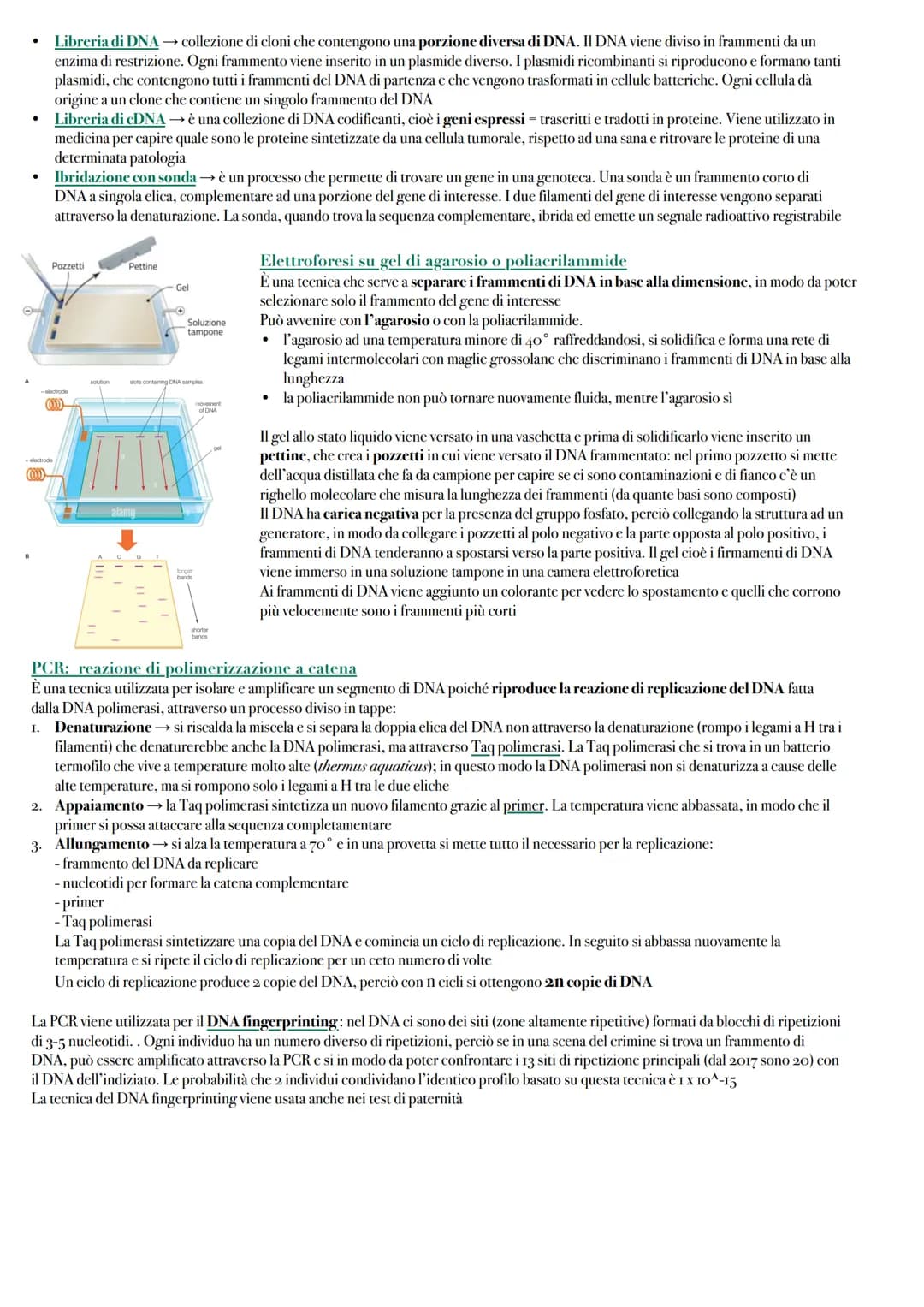 Le Biotecnologie
Gli OGM sono organismi il cui DNA è stato modificato con le tecnologie del DNA ricombinante. Gli organismi transgenici sono