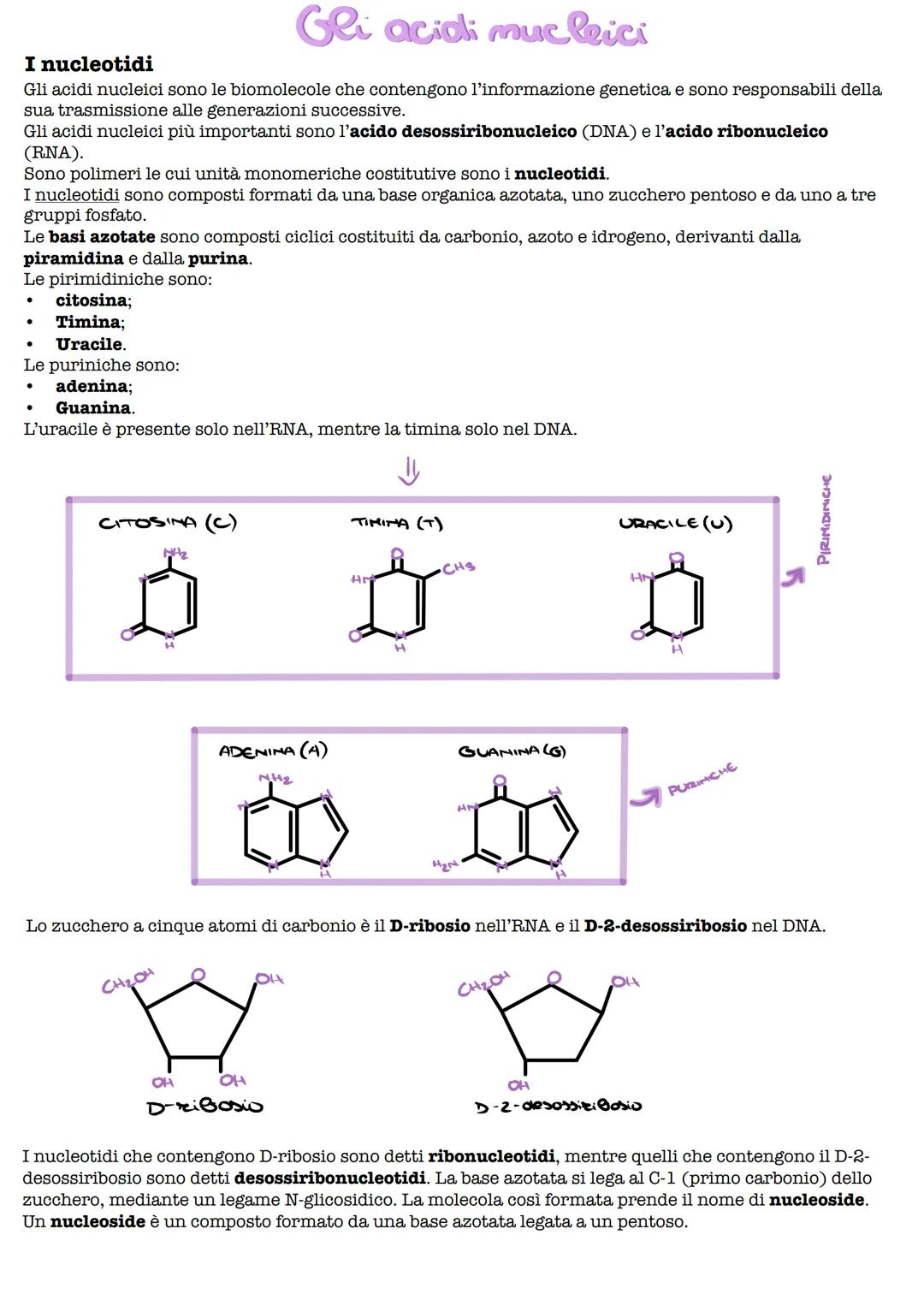 Gli acidi mucleici
I nucleotidi
Gli acidi nucleici sono le biomolecole che contengono l'informazione genetica e sono responsabili della
sua 