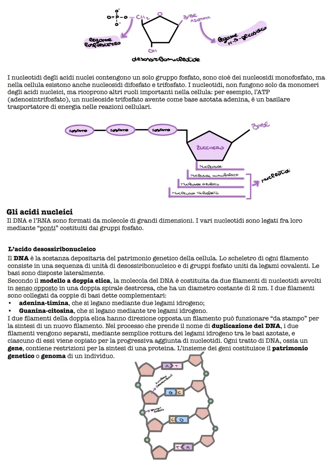 Gli acidi mucleici
I nucleotidi
Gli acidi nucleici sono le biomolecole che contengono l'informazione genetica e sono responsabili della
sua 