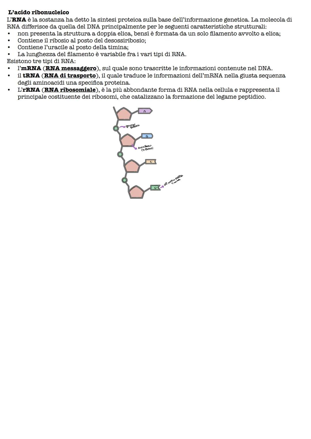 Gli acidi mucleici
I nucleotidi
Gli acidi nucleici sono le biomolecole che contengono l'informazione genetica e sono responsabili della
sua 