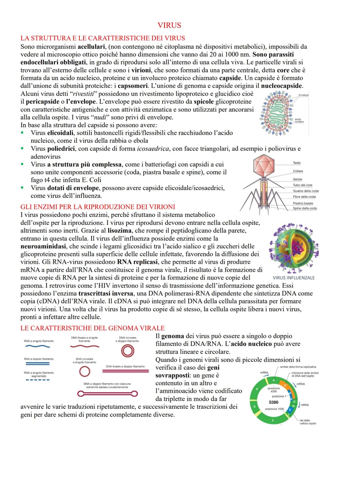 VIRUS
LA STRUTTURA E LE CARATTERISTICHE DEI VIRUS
Sono microrganismi acellulari, (non contengono né citoplasma né dispositivi metabolici), i