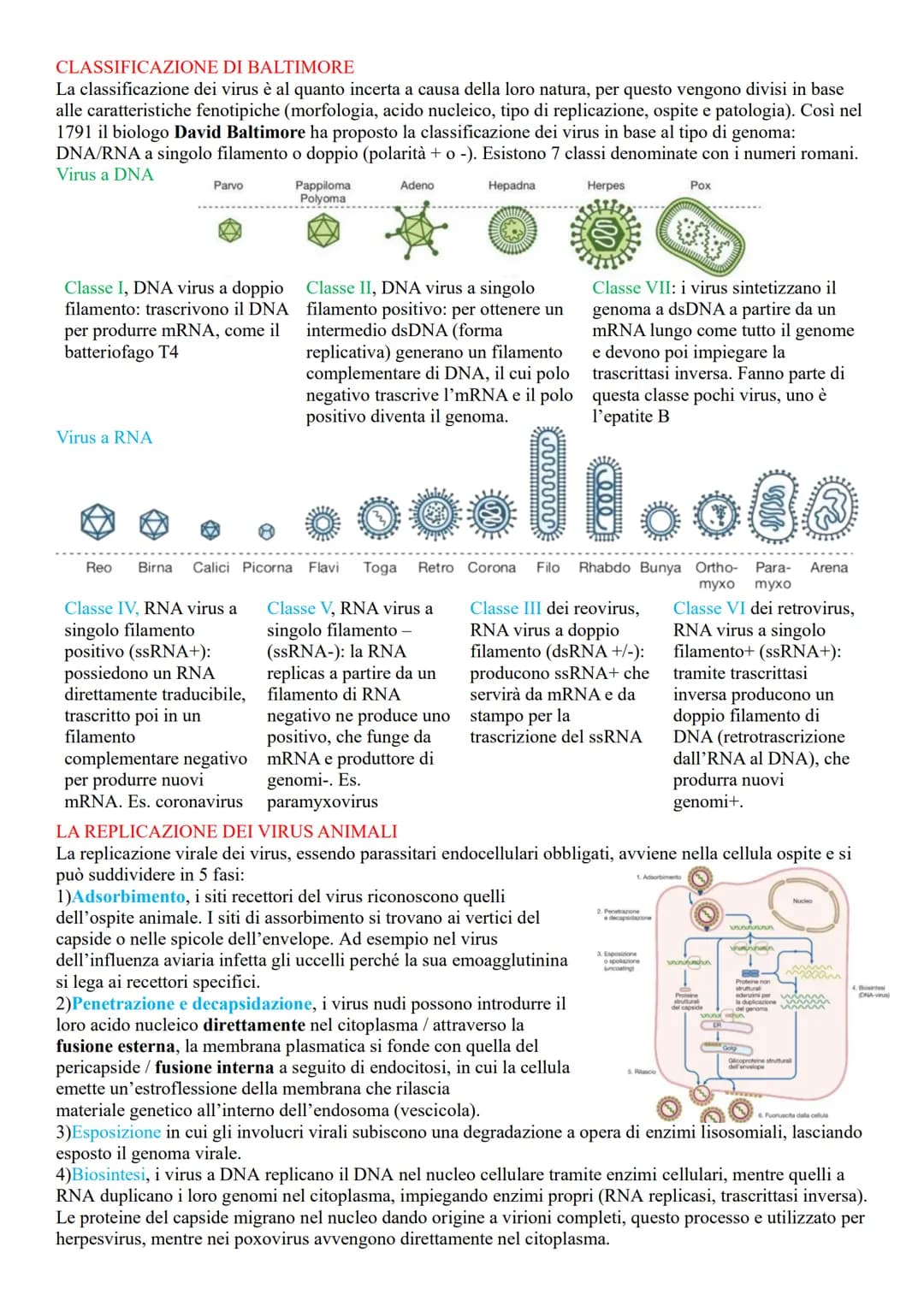 VIRUS
LA STRUTTURA E LE CARATTERISTICHE DEI VIRUS
Sono microrganismi acellulari, (non contengono né citoplasma né dispositivi metabolici), i