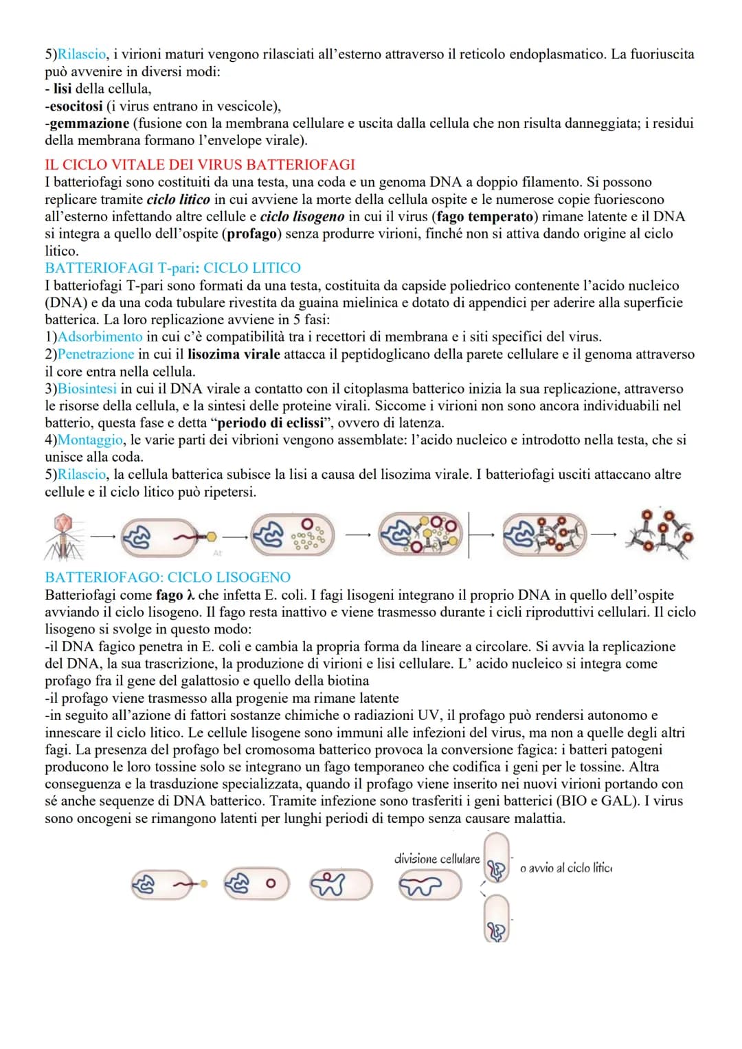 VIRUS
LA STRUTTURA E LE CARATTERISTICHE DEI VIRUS
Sono microrganismi acellulari, (non contengono né citoplasma né dispositivi metabolici), i