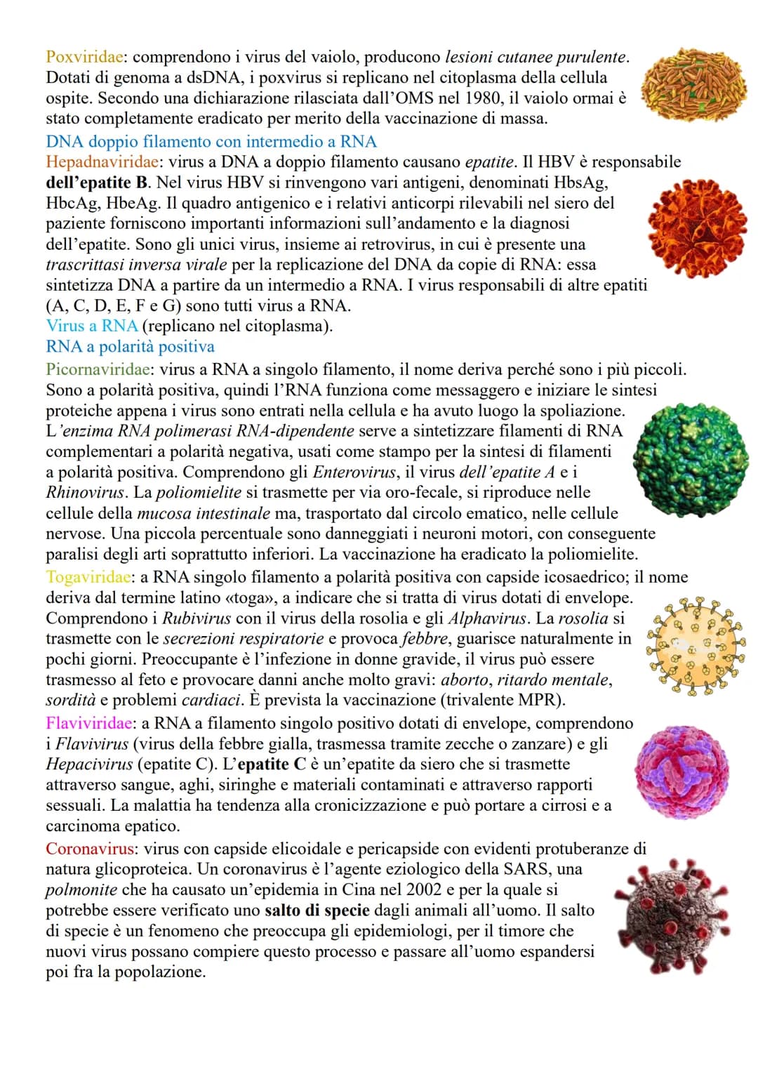 VIRUS
LA STRUTTURA E LE CARATTERISTICHE DEI VIRUS
Sono microrganismi acellulari, (non contengono né citoplasma né dispositivi metabolici), i