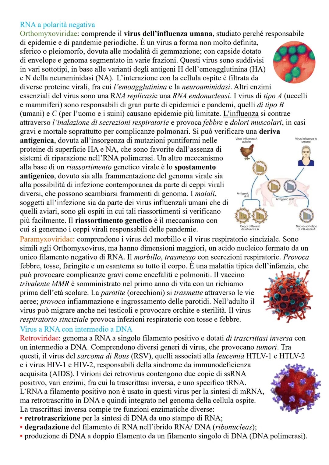 VIRUS
LA STRUTTURA E LE CARATTERISTICHE DEI VIRUS
Sono microrganismi acellulari, (non contengono né citoplasma né dispositivi metabolici), i