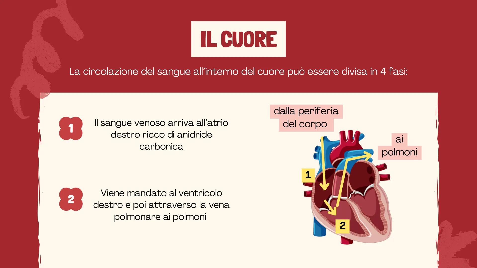De Faveri Serena 4^C

IL SISTEMA
CARDIO
CIRCOLATORIO

Il sangue, il cuore e i vasi
sanguigni # IL SISTEMA
CARDIOCIRCOLATORIO

Funzioni

• so