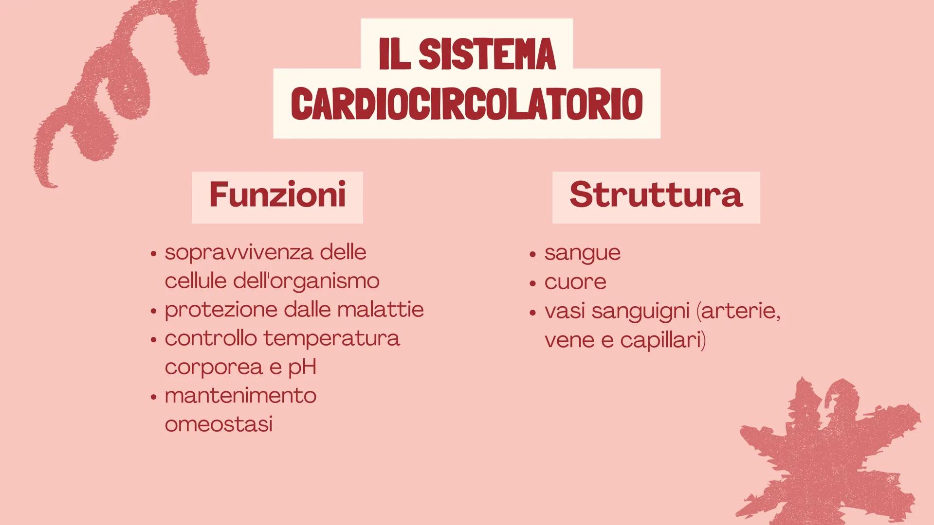 De Faveri Serena 4^C

IL SISTEMA
CARDIO
CIRCOLATORIO

Il sangue, il cuore e i vasi
sanguigni # IL SISTEMA
CARDIOCIRCOLATORIO

Funzioni

• so
